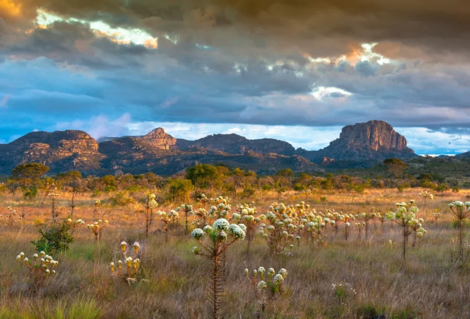 Paisagem de Cerrado com vegetação campestre, flores silvestres, formações rochosas e céu nublado ao entardecer.