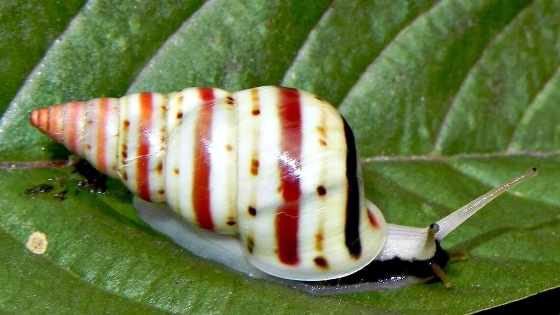 Leiostracus carnavalescus, o caracol brasileiro cuja história quase se tornou trágica