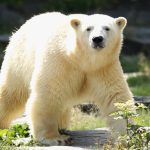 Satélites podem ajudar ursos polares #PdL