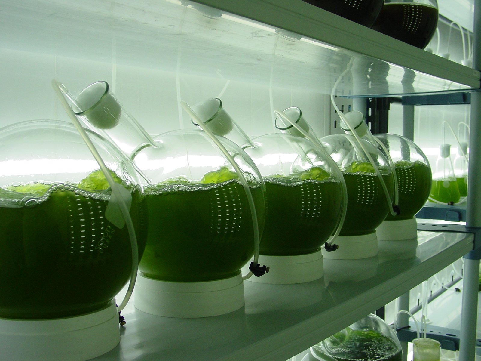 Pesquisa da Embrapa identifica microalgas que geram biocombustíveis