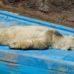 Campanha para salvar urso polar depressivo ganha força na internet #PdL