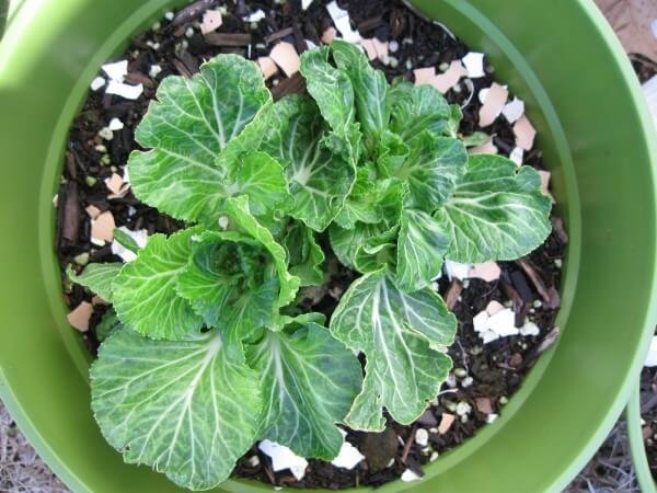 Adubo para horta orgânica