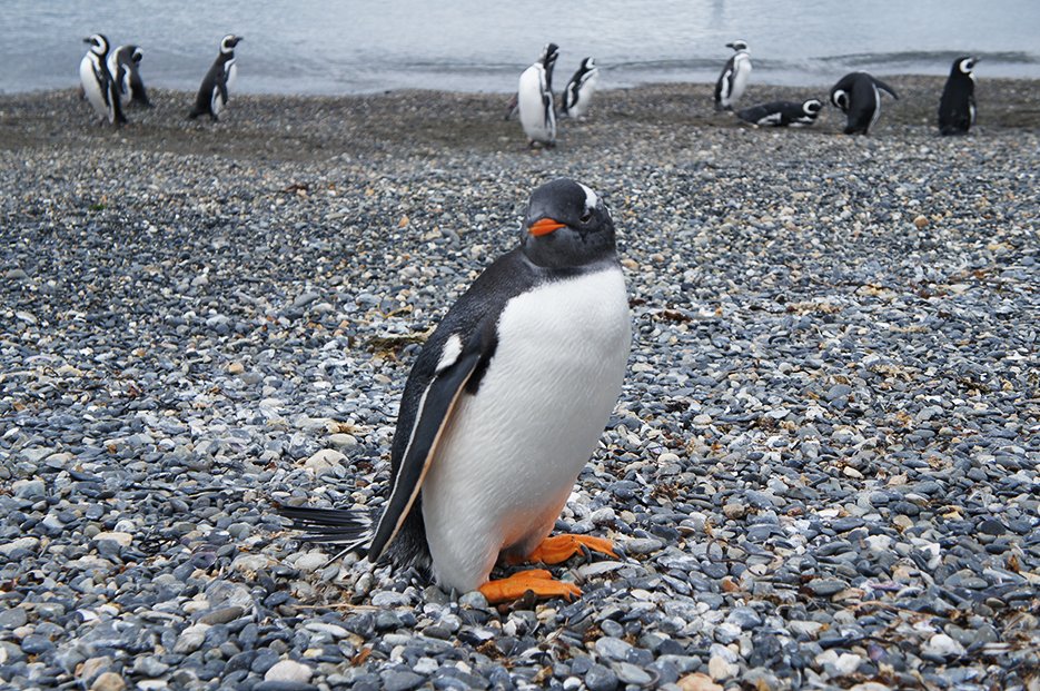 Viagem com Natureza: Ushuaia, Argentina – “O fim do mundo”