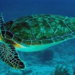 Aquecimento global faz 99% das tartarugas marinhas nascerem fêmeas