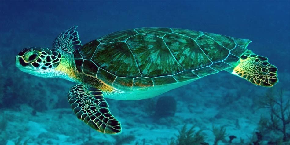 Aquecimento global faz 99% das tartarugas marinhas nascerem fêmeas