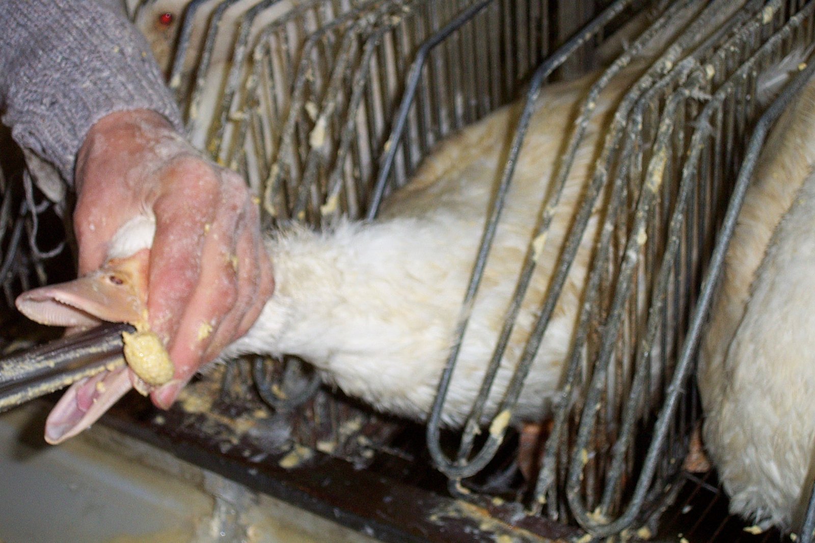 Vereadores de SP aprovam proibição da produção e venda de foie gras e roupas de pele de animais