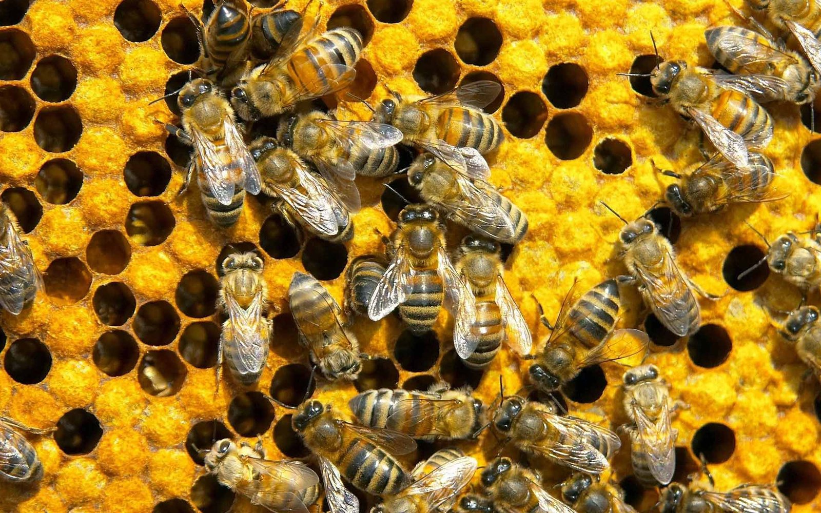 Produção de alimentos depende de animais polinizadores sob risco de extinção