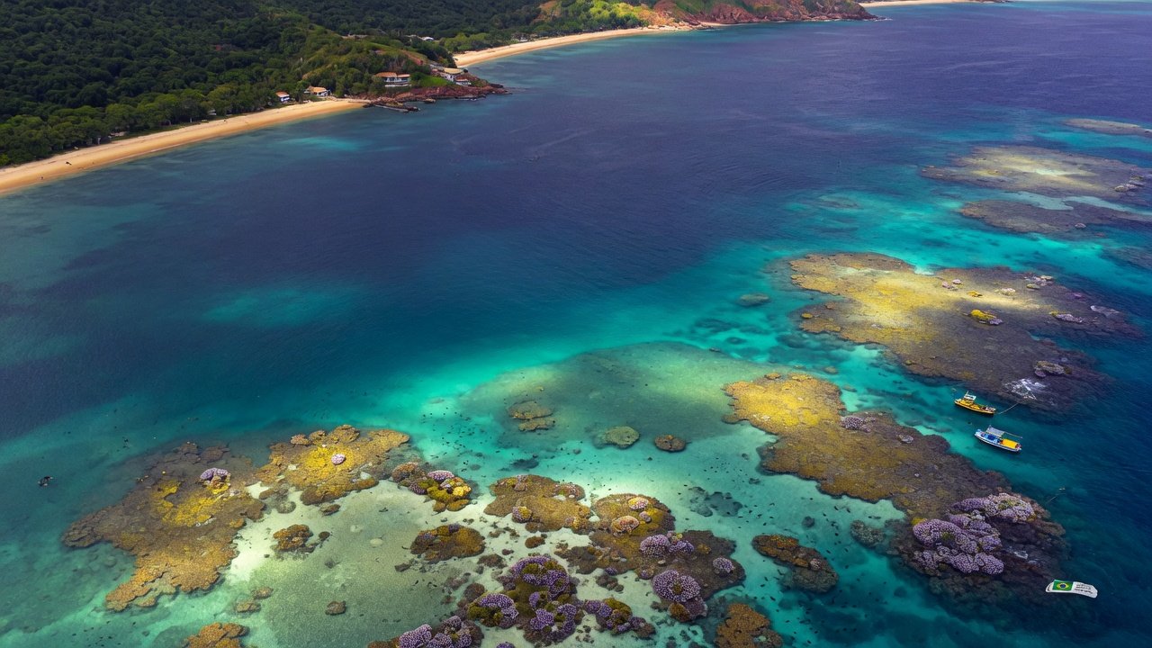 Como campanha brasileira conquistou Cannes e impulsionou conservação marinha