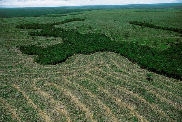 Greenpeace lança campanha de desmatamento zero #PdL