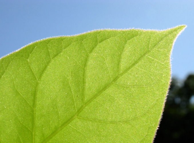 Cientistas querem unificar economia e sustentabilidade