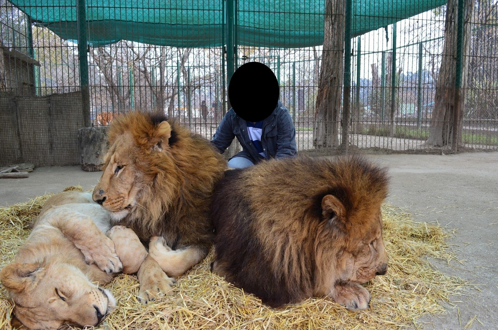 Por que ainda vamos ao zoológico?