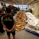Antes maior consumidora, China proíbe comércio de marfim em definitivo