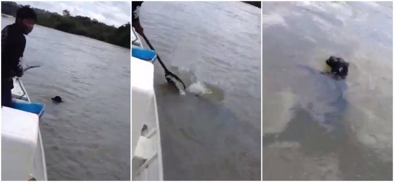 Brasil continua sem nenhuma pessoa presa por maus-tratos de animais
