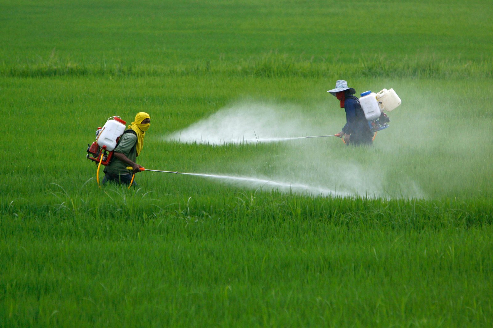 Pesticidas matam 200 mil pessoas por intoxicação aguda todo ano, alertam especialistas