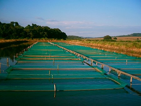 Como a criação de peixe em cativeiro pode contribuir com o meio ambiente #PdL