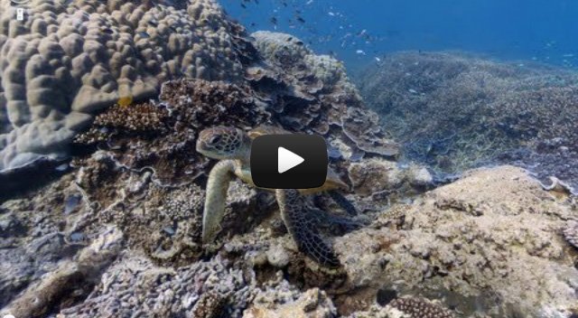 [Gizmodo] O Google Maps agora tem um incrível Street View submarino