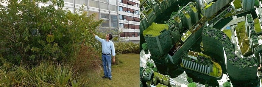 São Paulo ganha primeiro telhado verde com plantas da Mata Atlântica